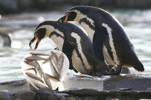 Pingvinus zoologijos sode pradžiugino originali meilės dovana