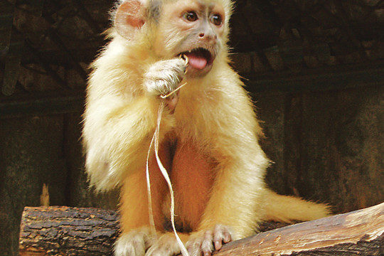 Keistų spalvų gyvūnai neatsigina žmonių dėmesio