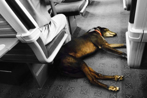 Viename Europos mieste šunys nuo šiol metro važiuos nemokamai