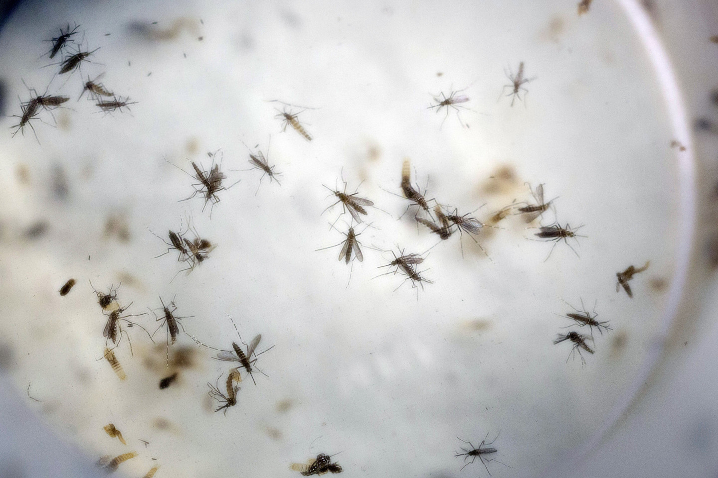 Havajuose dėl Zikos viruso įvesta nepaprastoji padėtis