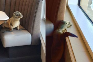 Restoranas sulaukė netikėto ir labai mielo svečio