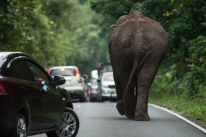 Patelės atstumtas dramblys šokiravo net visko mačiusius