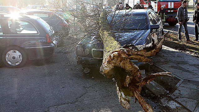 Kaune automobilis nulaužė medį, apgadinti 6 automobiliai