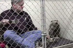 Į prieglaudą pateko kovinis šuo. Štai ką jam padarė veterinaras