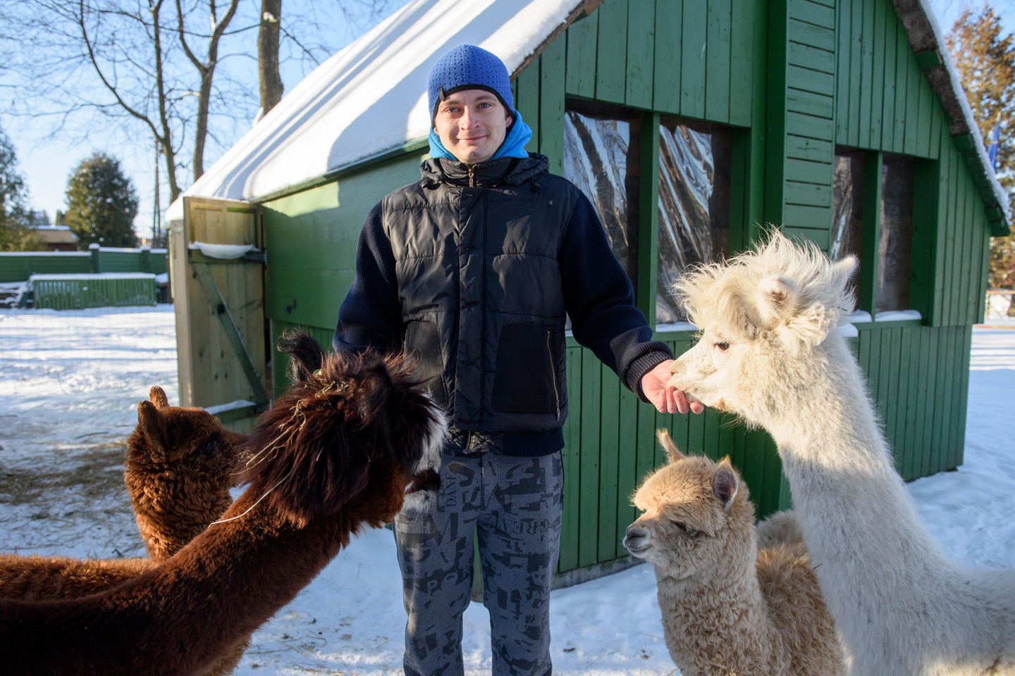 Arūnas Valinskas augina keturias alpakas.<br>D.Umbraso nuotr.