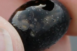 Po ugnikalnio išsiveržimo mokslininkus suglumino keistas radinys