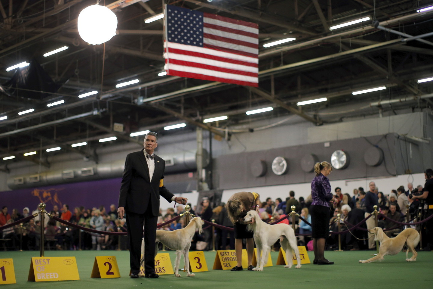 Vestminsterio šunų parodoje Niujorke varžėsi 3 tūkst. keturkojų.<br>Reuters/Scanpix nuotr.