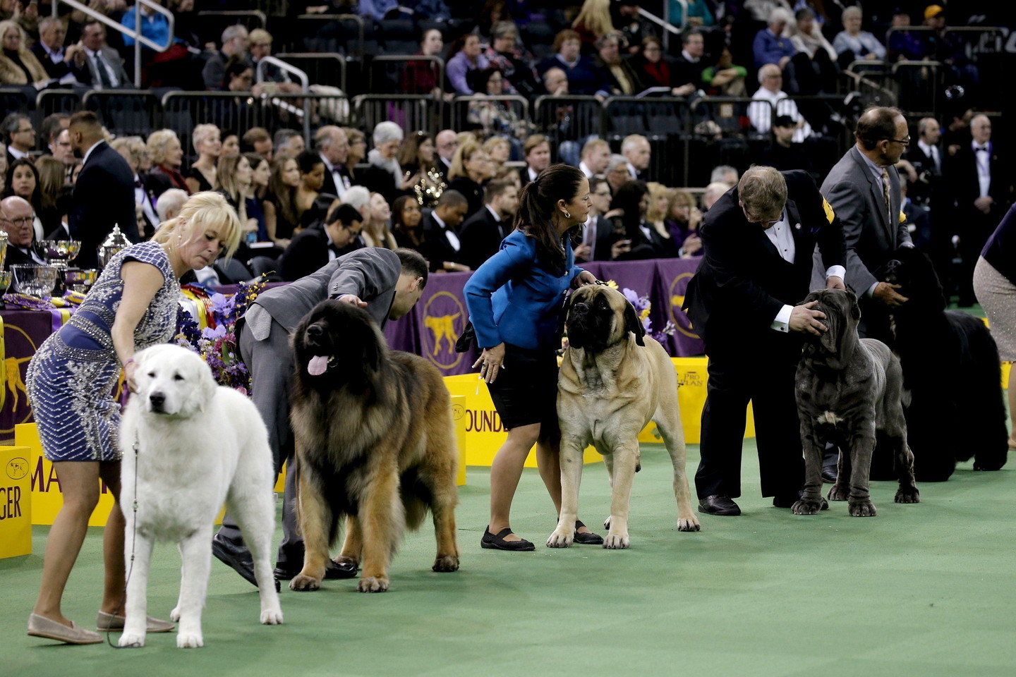 Vestminsterio šunų parodoje Niujorke varžėsi 3 tūkst. keturkojų.<br>Reuters/Scanpix nuotr.