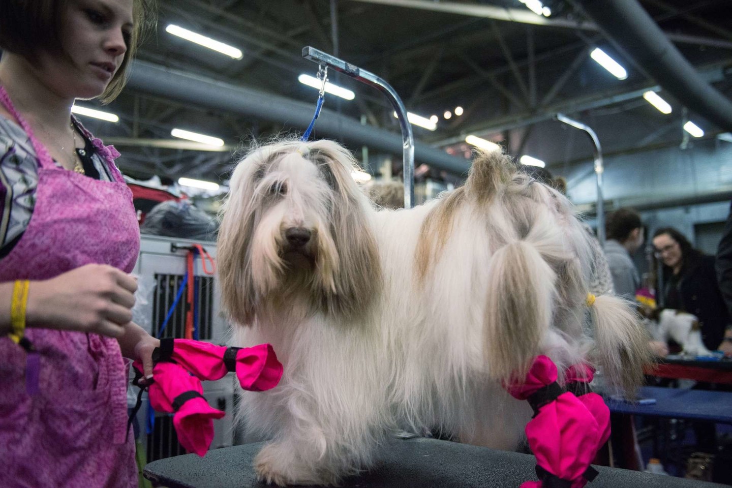 Vestminsterio šunų parodoje Niujorke varžėsi 3 tūkst. keturkojų.<br>Getty Images/Scanpix nuotr.