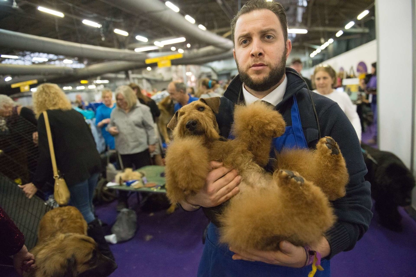Vestminsterio šunų parodoje Niujorke varžėsi 3 tūkst. keturkojų.<br>Getty Images/Scanpix nuotr.