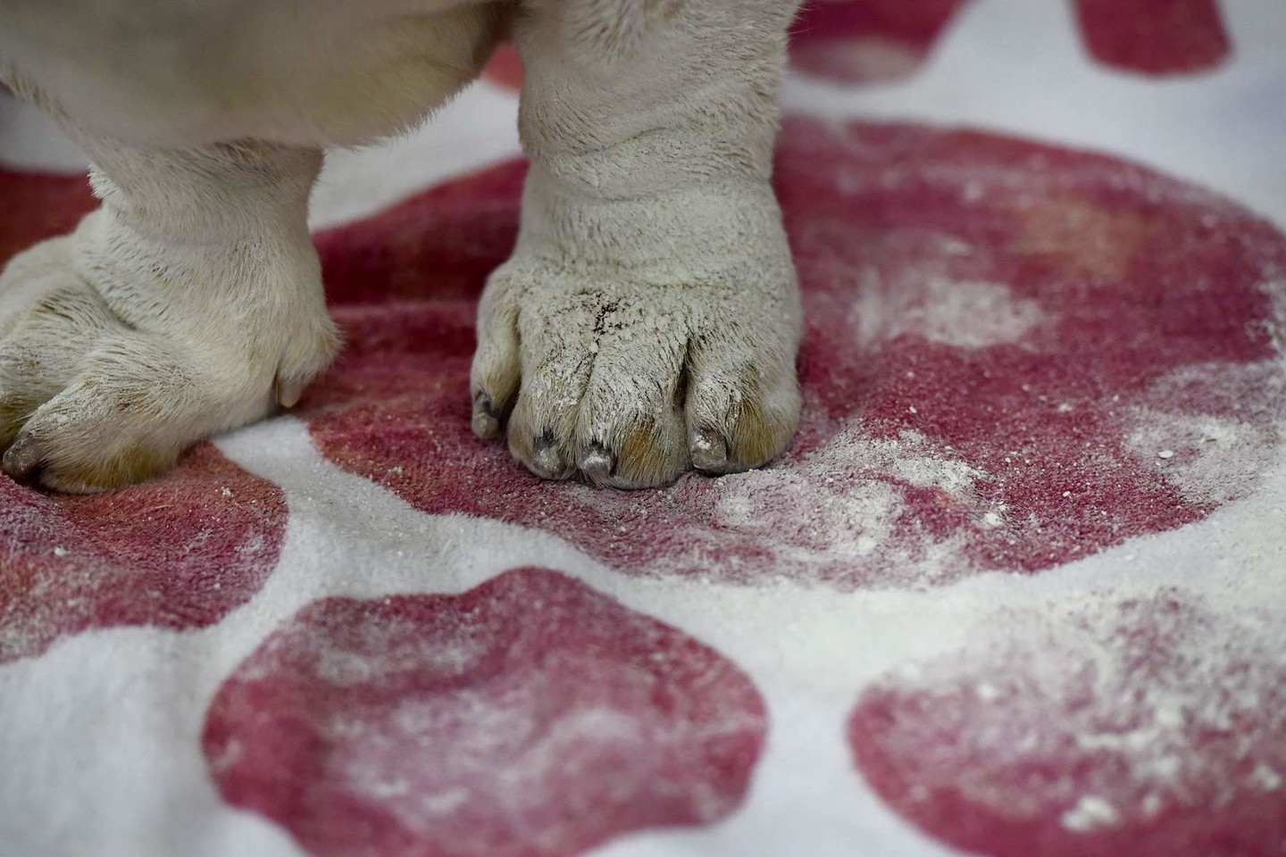 Vestminsterio šunų parodoje Niujorke varžėsi 3 tūkst. keturkojų.<br>AFP/Scanpix nuotr.