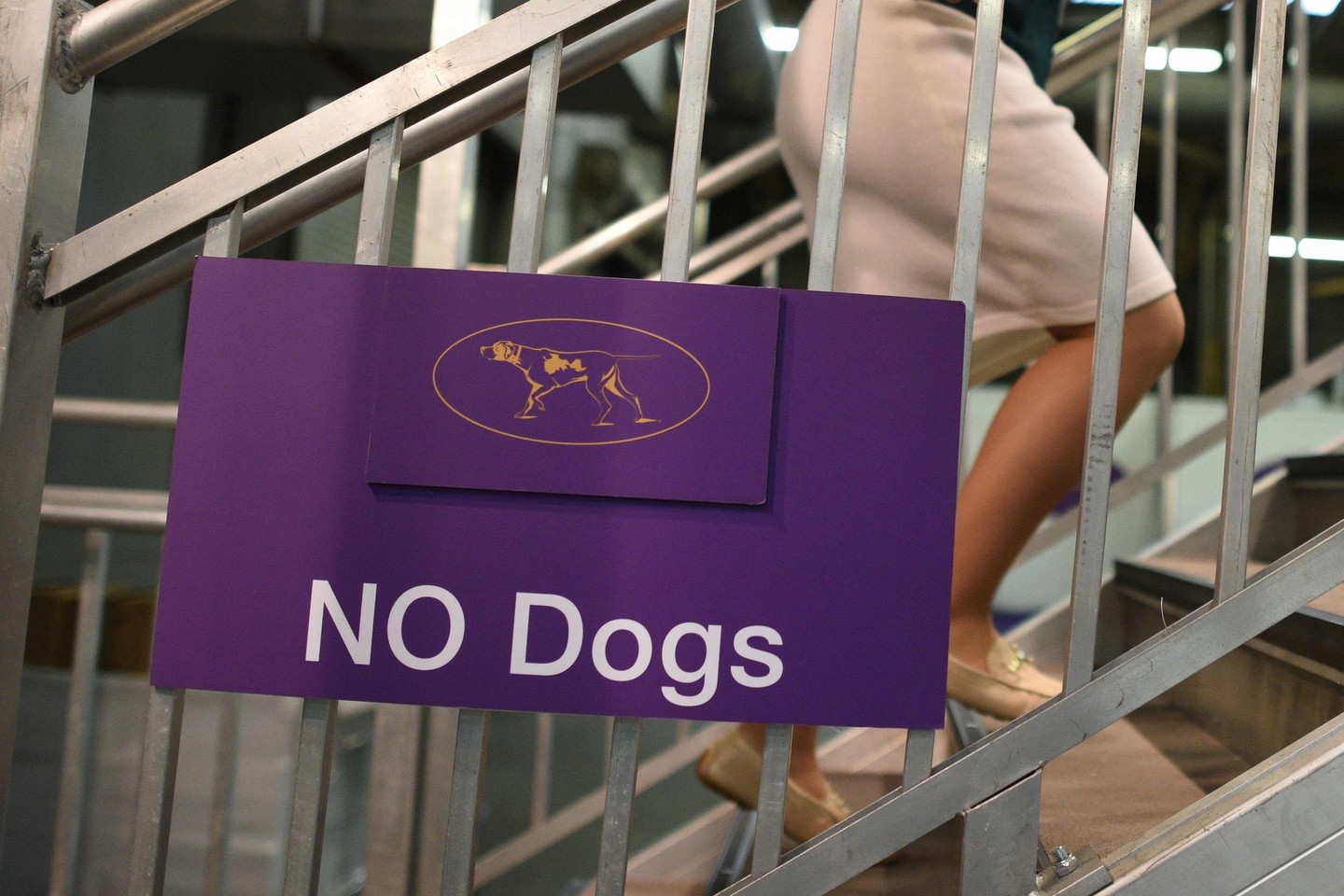 Vestminsterio šunų parodoje Niujorke varžėsi 3 tūkst. keturkojų.<br>AFP/Scanpix nuotr.