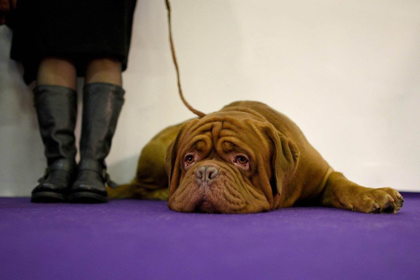 Prancūzų mastifas (Bordo dogas).<br>AFP/Scanpix nuotr.