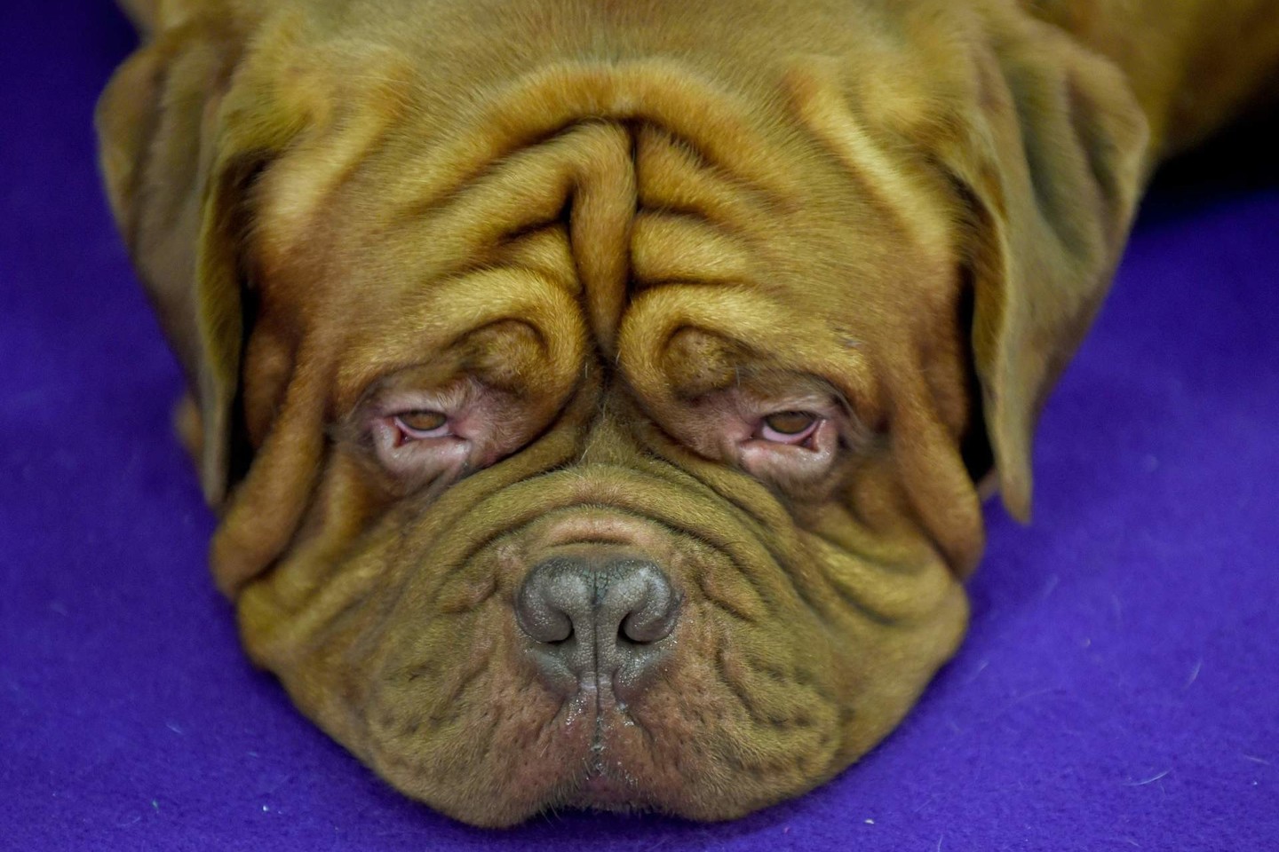 Prancūzų mastifas (Bordo dogas).<br>AFP/Scanpix nuotr.