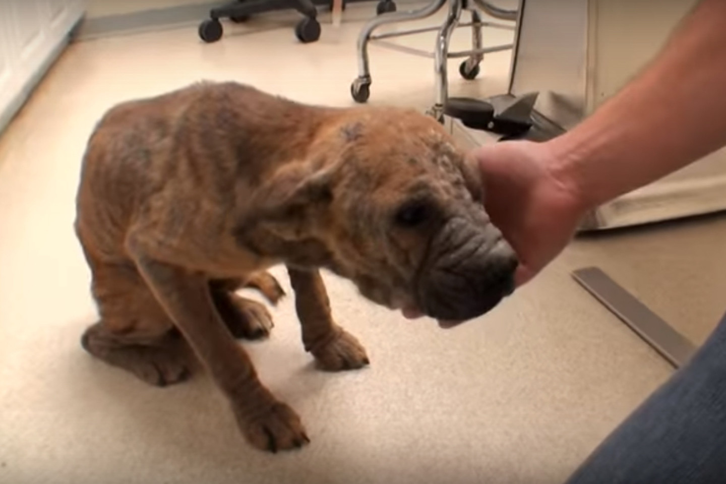 Veterinarijos gydytojas Mattas pasirūpino, kad šunelis pasveiktų ir sugrįžtų į naują gyvenimą.