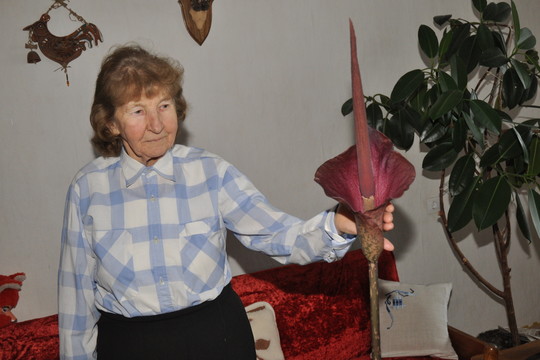 Po septynerių metų Telšiuose pražydo itin reta gėlė – lavongėlė