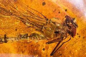 Argentinietis sugalvojo, kaip į Lietuvą atvilioti minias turistų