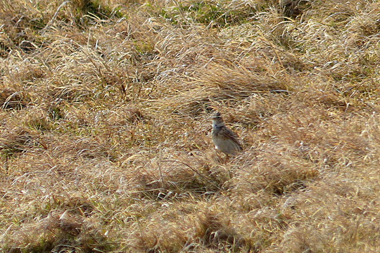 Pasirodę ankstyvieji vieversiai jau pranašauja pavasarį