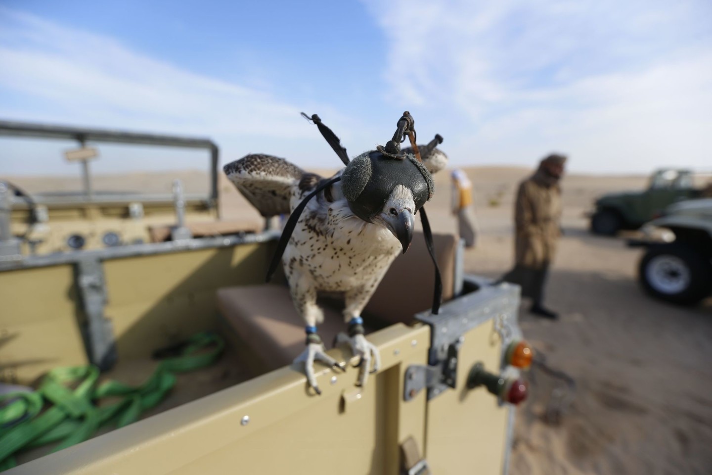 Medžioklė su sakalais – itin populiari Saudo Arabijos pusiasalyje ir Persijos įlankos šalyse.<br>AFP/Scanpix nuotr.