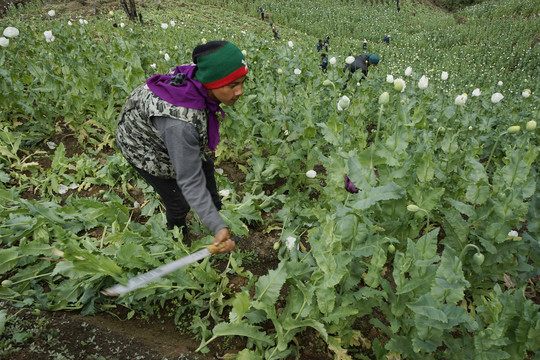 Gyventojai naikino aguonų laukus, iš kurių yra daromas opiumas ir heroinas<br>„The Associated Press“ nuotr.