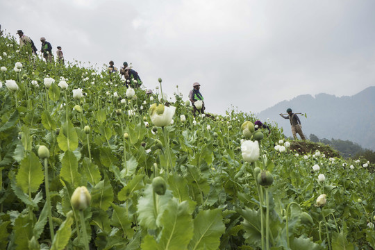 Gyventojai naikino aguonų laukus, iš kurių yra daromas opiumas ir heroinas<br>„The Associated Press“ nuotr.