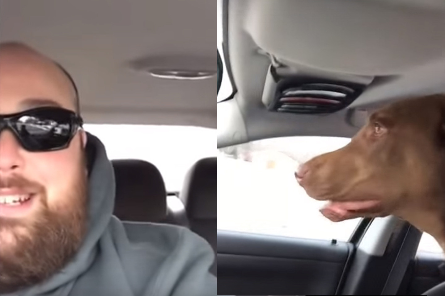 Išraiškinga balso intonacija tardamas „Kur mes važiuojam?“ vyras tik dar labiau audrino šuns emocijas.<br>Stop kadras (Youtube)