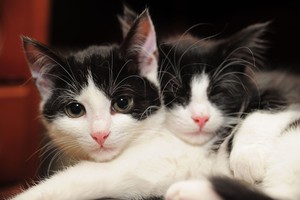 Namelius Klaipėdos beglobėms katėms gamins moksleiviai?