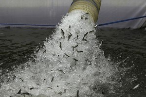 Naująja Norvegijos nafta tampa lašišos