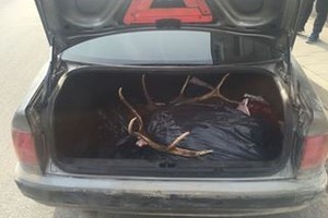 Brakonierius prisidirbo: už elnią gresia tūkstantinė bauda