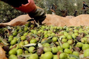 Mafija siaučia – žaibiškai plinta alyvuogių aliejaus klastotės