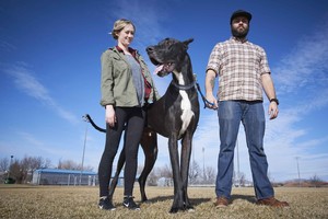 Dviejų metrų ūgio šunį auginanti pora gatvėje šiurpina praeivius