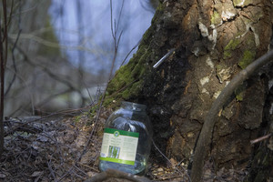 Iš medžių kamienų pasipylė sula: tai bundančios gamtos ženklas