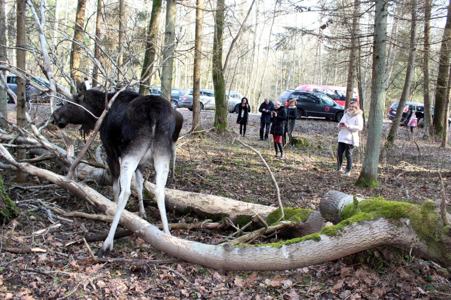 Fiksuojamos briedžių gyvenimo akimirkos.
