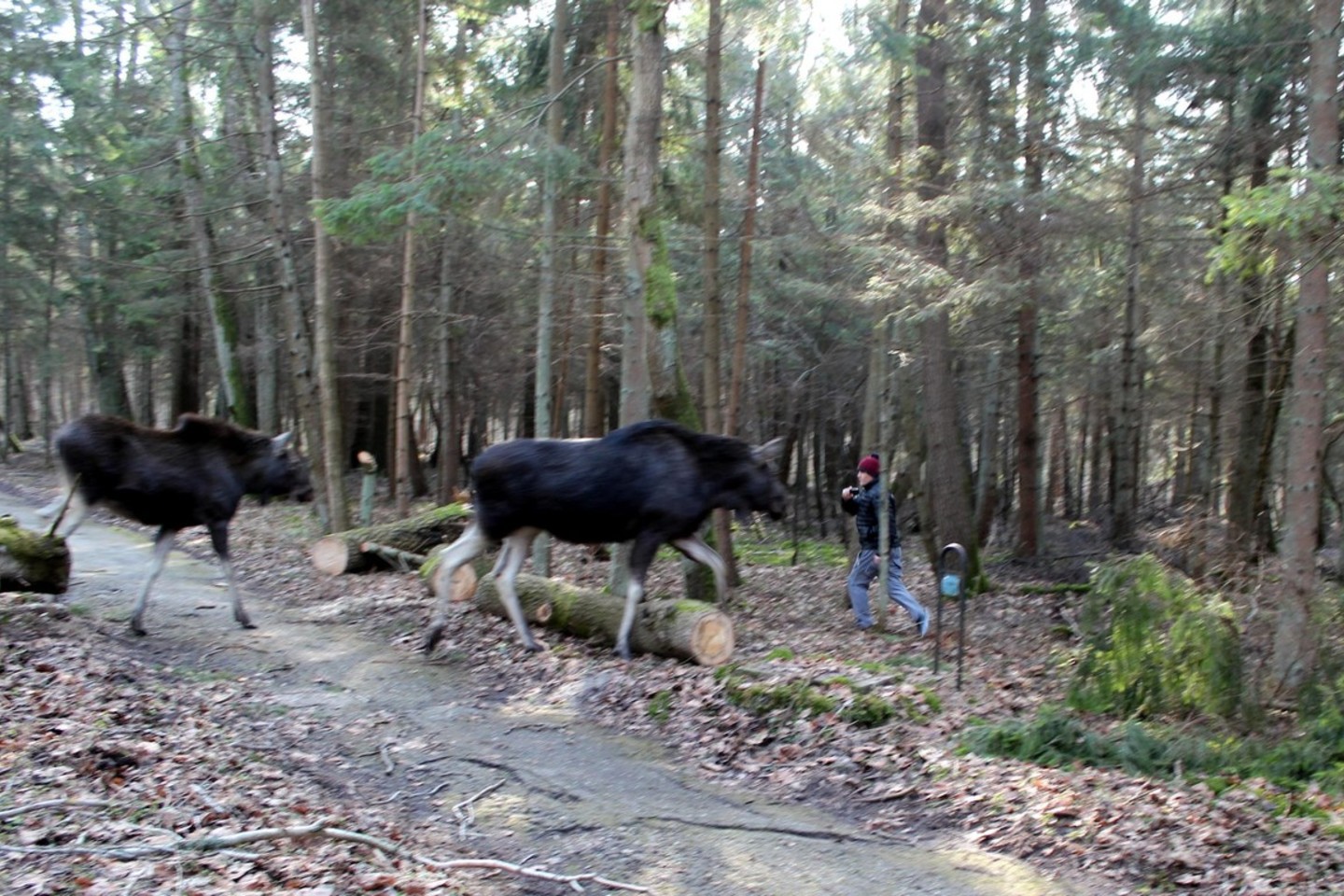 Gyvūnai nusprendė trauktis į mišką.<br>G.Pilaičio nuotr.