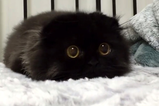 Graži didžiaakė katė užkariauja viso pasaulio žmonių simpatijas