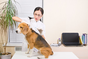 Paskelbė pigiausiai augintinius ženklinančių veterinarų sąrašą