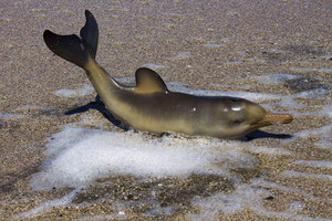 Mįslinga itin retų delfinų žūtis pakrantėje glumina mokslininkus