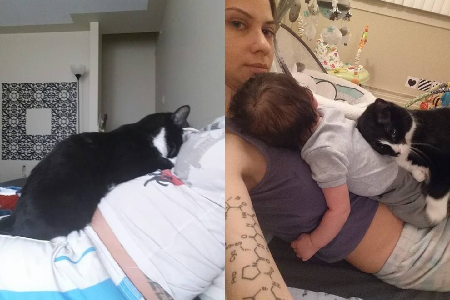 Katytė Panda pamilo savo šeimininkės kūdikį jam tebesant mamos pilve.<br>facebook.com/liel.ainmar nuotr.