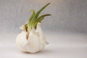 Išmetate sudygusius česnakus? Nedarykite tokios klaidos