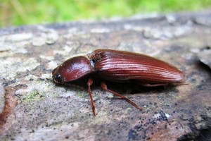 Viename Lietuvos miške aptiktas mokslininkus nustebinęs radinys