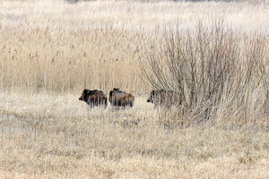 Už sumedžiotas šernų pateles – daugiau kaip 80 tūkst. eurų
