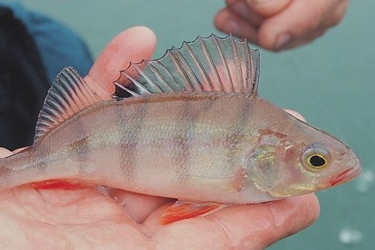 Kaip atrodo žūklės čempionatai? (II)