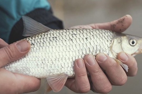 Pirmoji pavasarinė žūklė nedideliame upelyje (I)