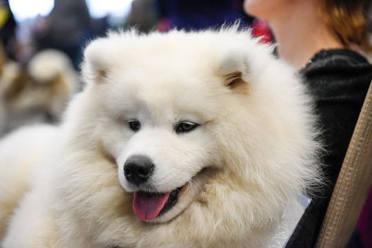 Lietuvoje išrinktas pats gražiausias šuo: jis – iš Rusijos