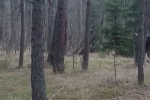 Pasivaikščioti išėję klaipėdiečiai fiksavo netikėtą vaizdą miške