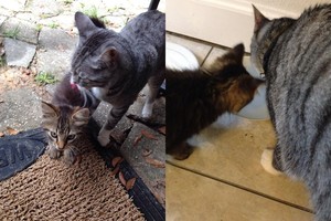 Katino staigmena šeimininkams: to jie net nesapnavo