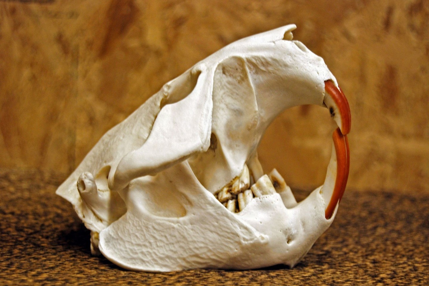 Bebrai turi stiprius, oranžinės spalvos priekinius dantis, kuriuos nuolatos turi galąsti ir dilinti.<br>123rf nuotr.