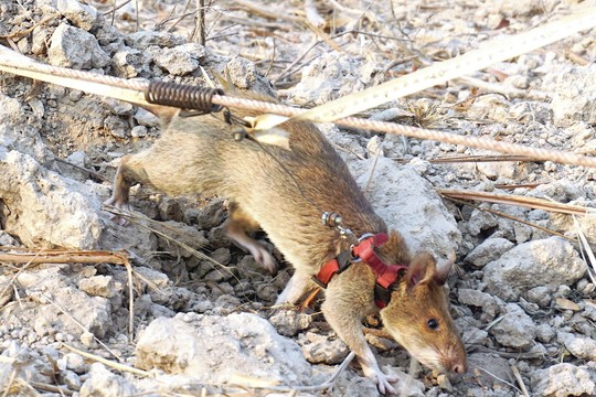 Minų laukus Kambodžoje uodžia dresuotos žiurkės