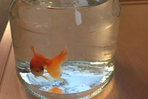 Norvegijos policija ėmėsi dingusios auksinės žuvelės bylos