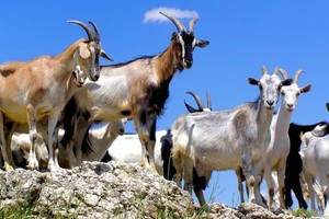 Laukinės ožkos kelia sumaištį Naujojoje Zelandijoje